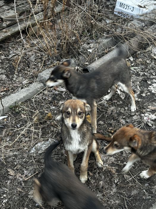 Отдам щенят в ДОБРЫЕ руки!