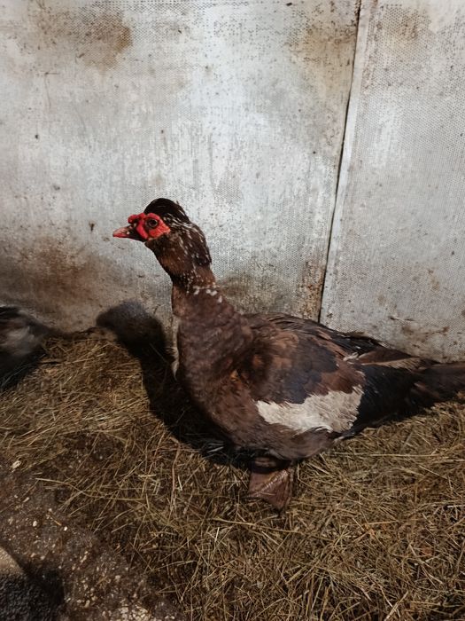 Продам селезня тяжёлый кросс