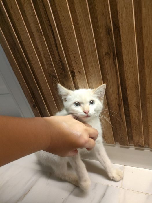 Катенок белый мальчик