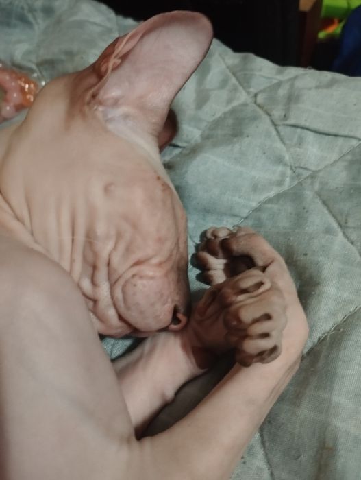 Продам молодую кошечку
