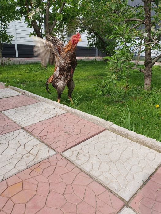 Петух дакан бойцовый