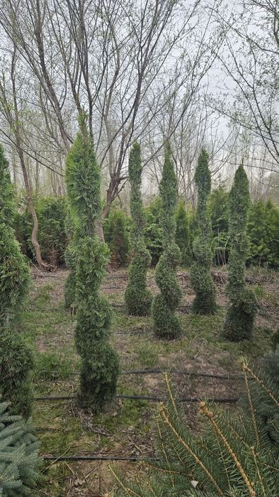 Туя, ель, крымская сосна