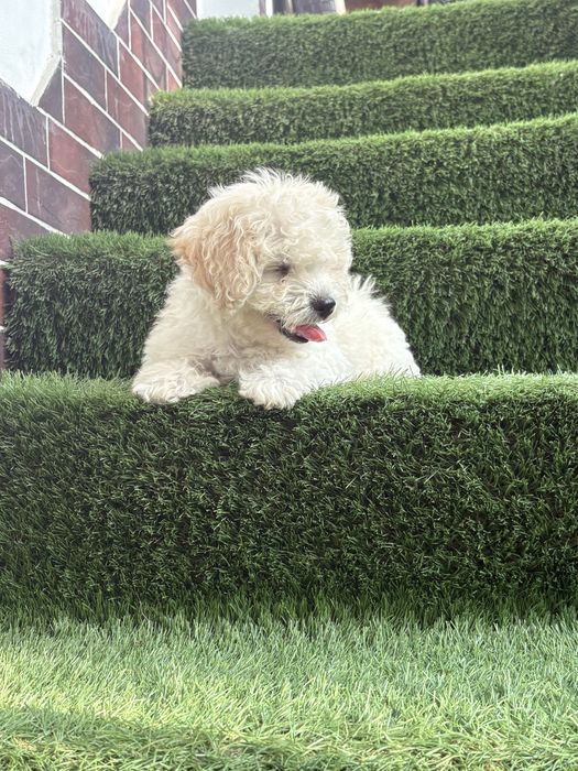 Maltipoo mini toy