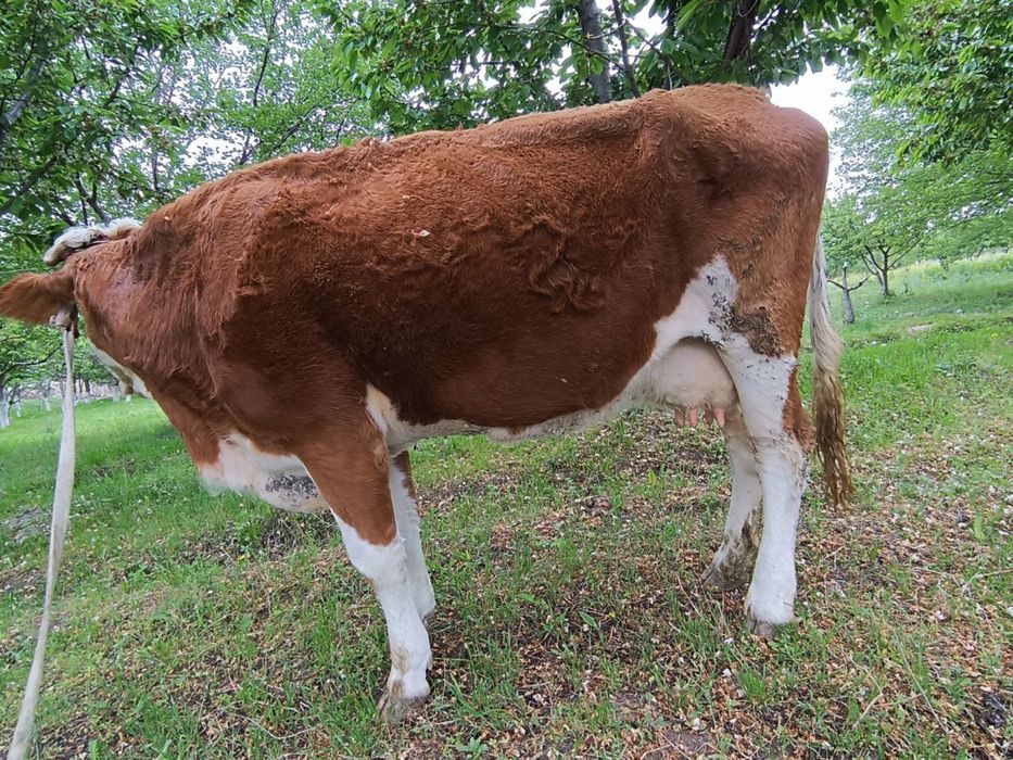 Сментал сигр сотилади