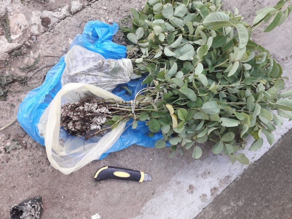 Trandafiri de dulceata din Bulgaria, varsta 2 sezoane pepiniera +Bonus