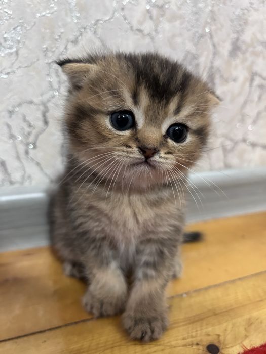 Продается котята