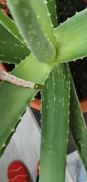 Vind Aloe Vera..