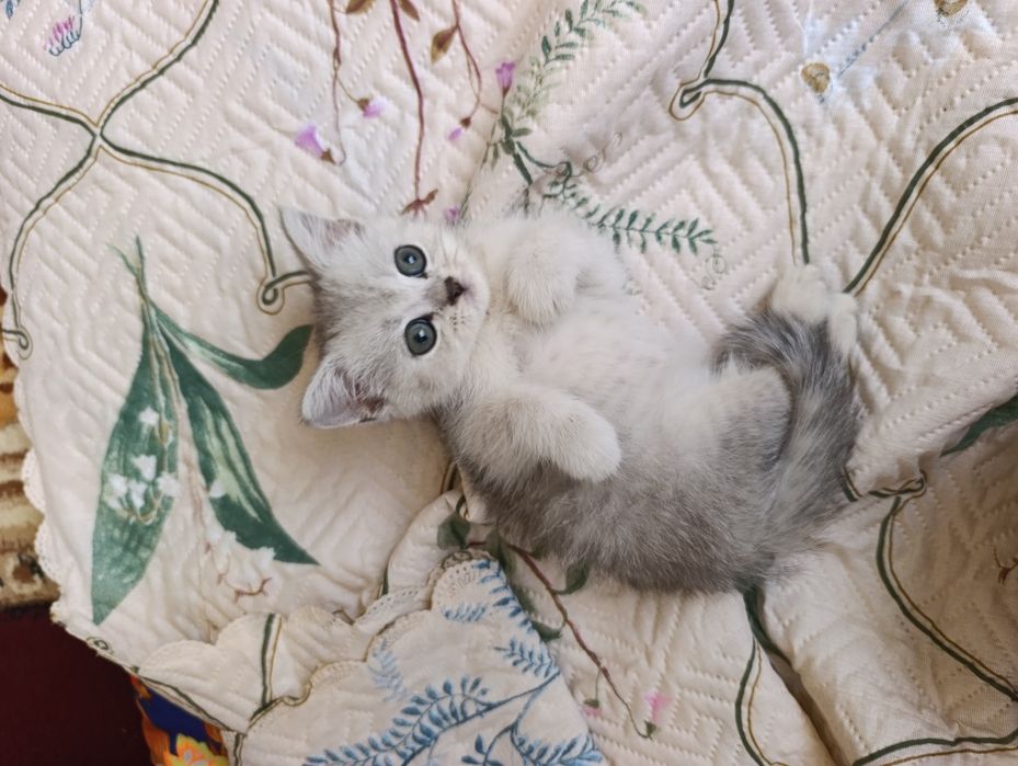 Shinshilla mushukchamiz sotiladi