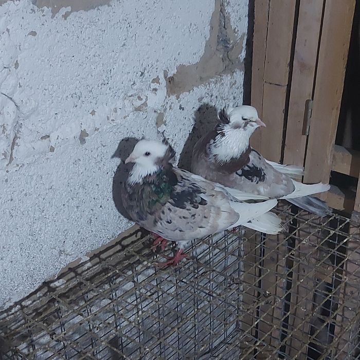 Мромор белагаловые пара лет с игрой