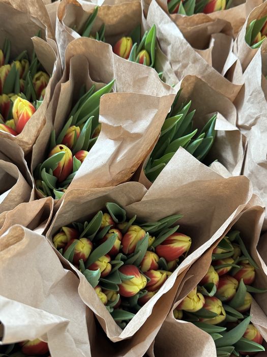 Тюльпаны предзаказы