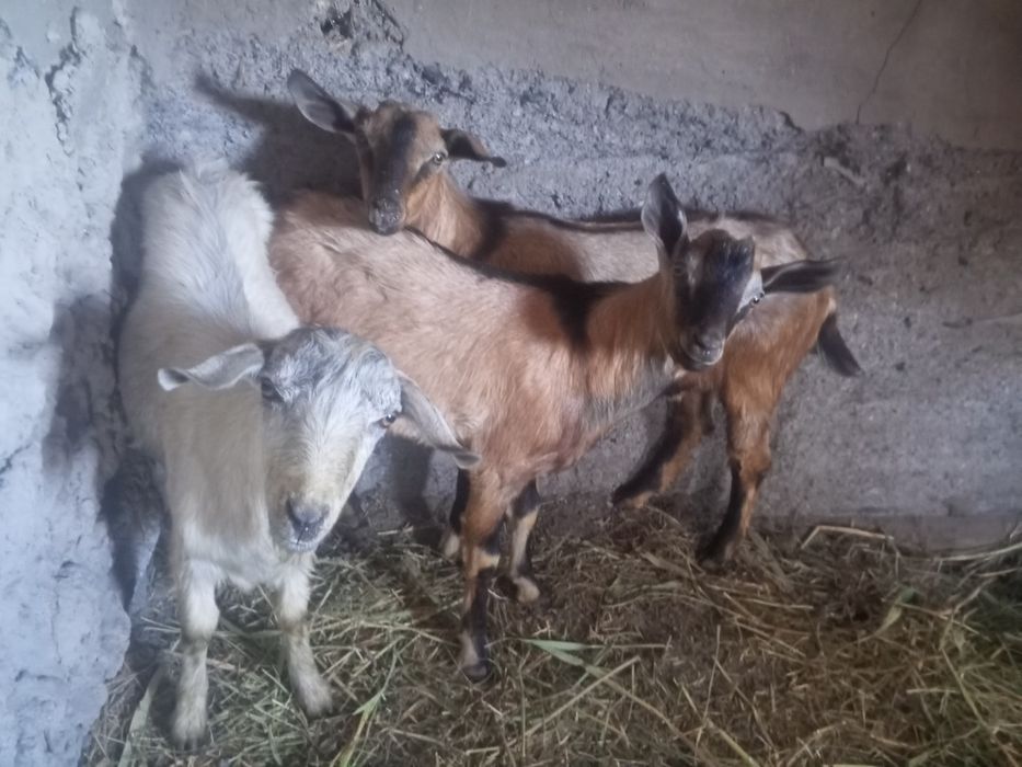 Продам Альпийских козликов
