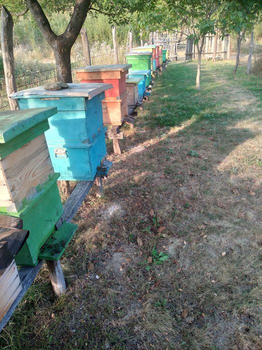 Familii de albine și roiuri