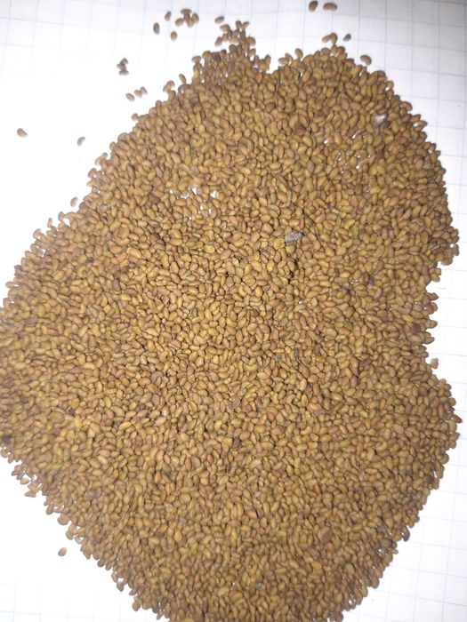 Магниттелген Семена люцерна жоңышқа тұқымы