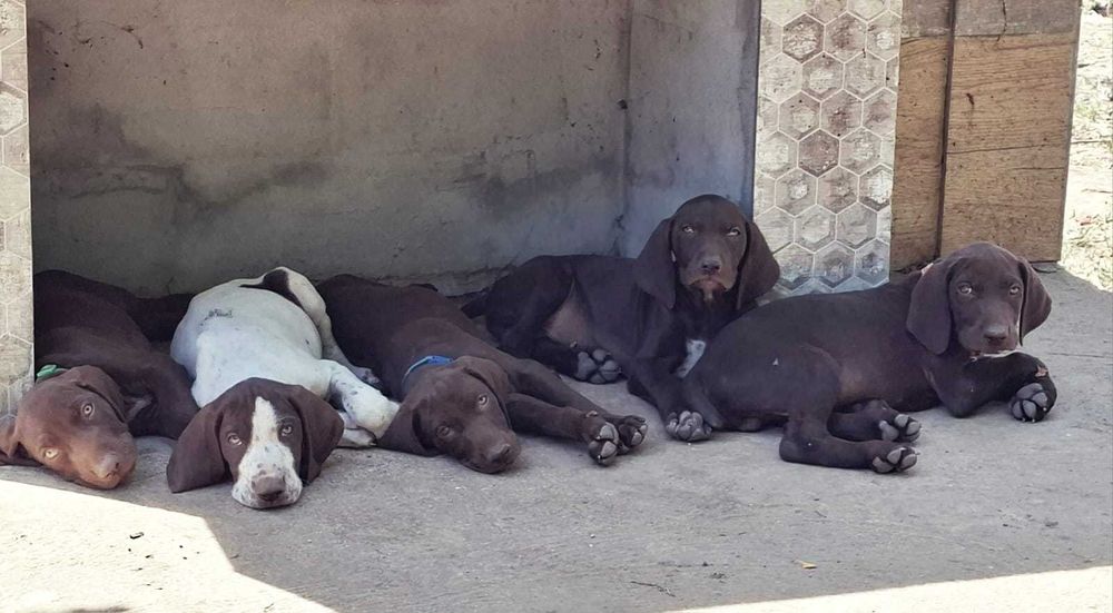 Мъжки кученца курцхаар на 6 месеца