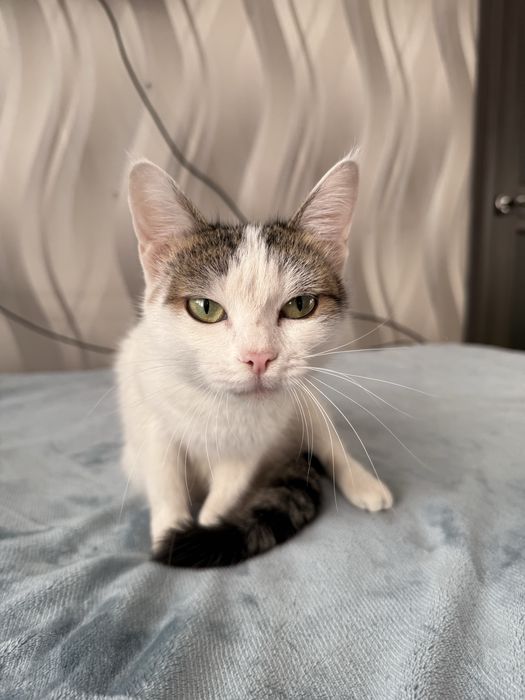 Кошка Джессика ищет семью