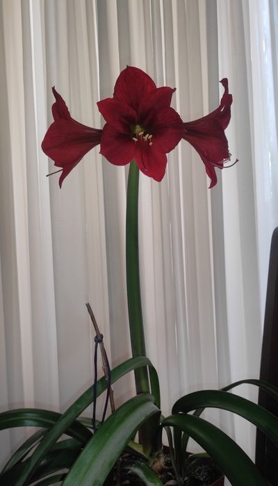 Продам цветы гиппеаструма и амазонской лилии. Цена указана без горшка.