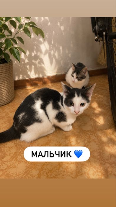 Котята в добрые руки