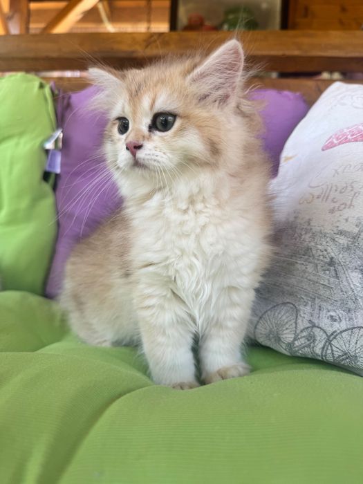 Британски котенца