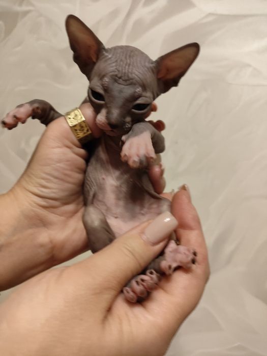 Канадский сфинкс