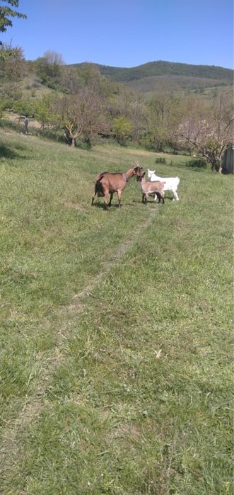 Cauta casuță nouă!
