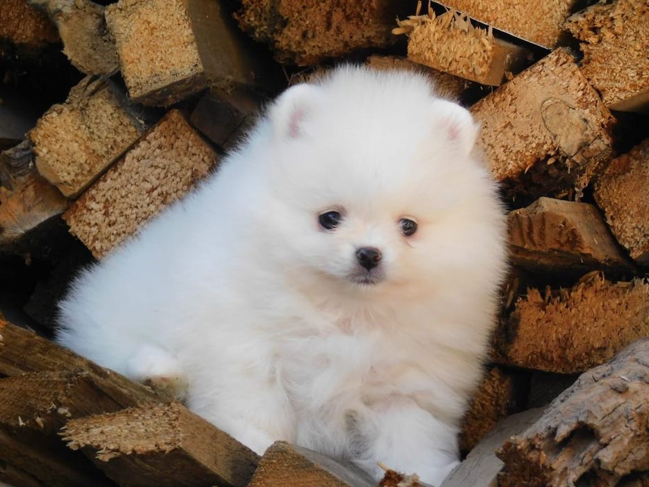 Щенки померанский шпиц #0