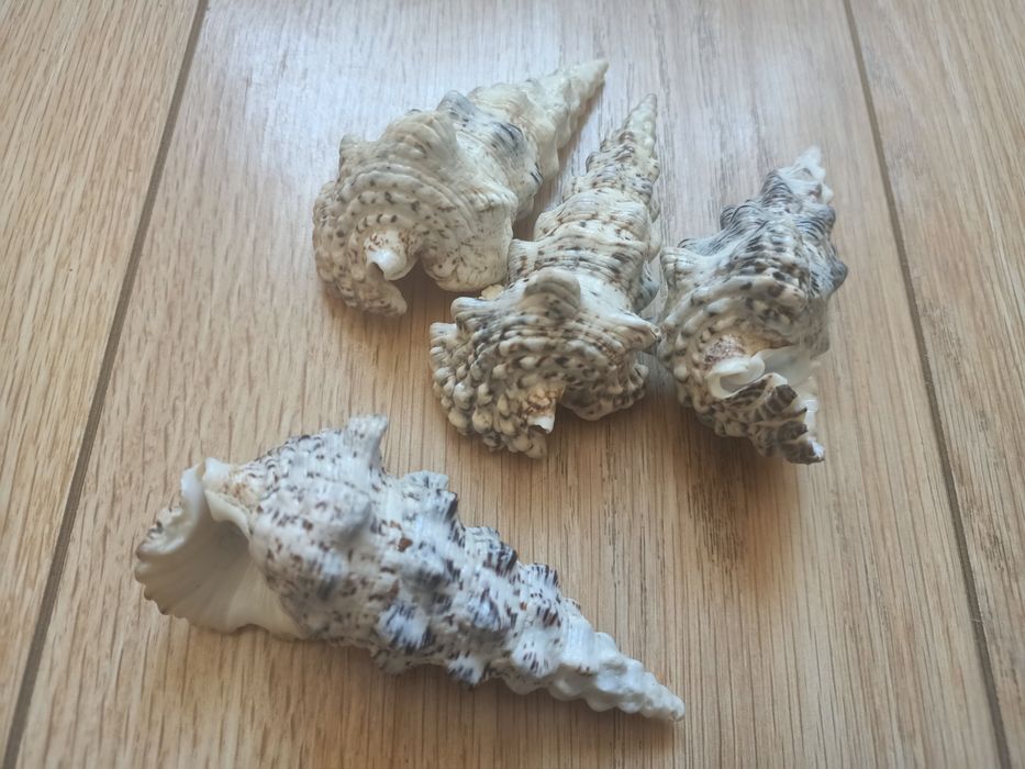 Ракушки от 1500 до 9000