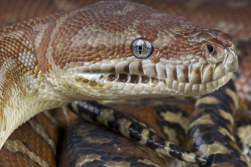 Древесный питон Morelia Bredli