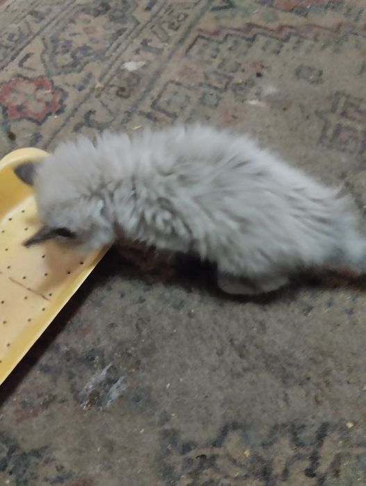 Котята сомалийской пароды