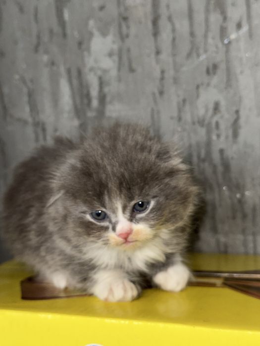 skotish fold 1.5oylik sotiladi bolalari