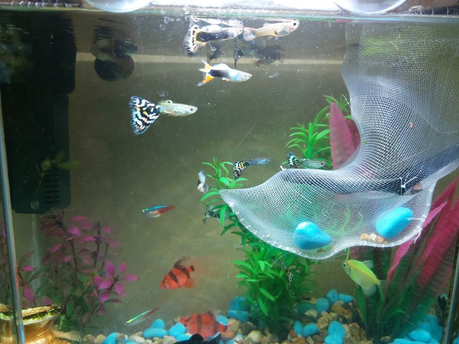 Гуппи рыбки аквариумные леопардывие