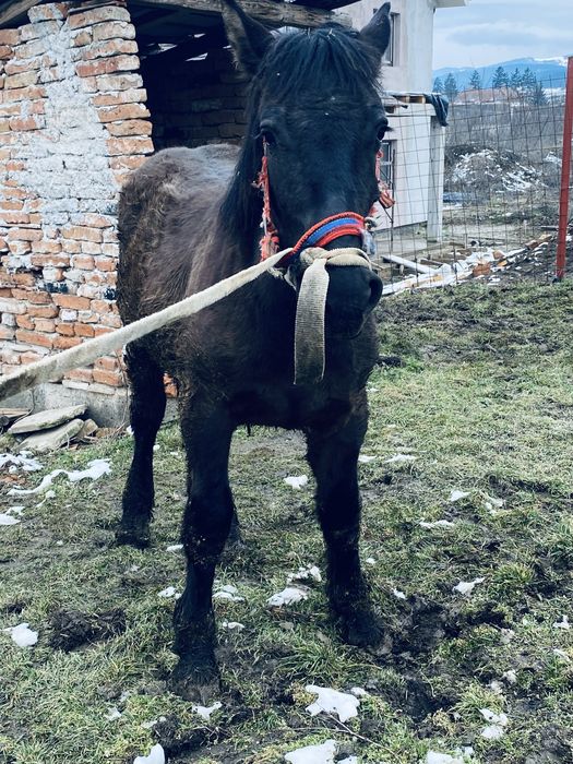 Manz 6/7 luni  din parinti ardenenez