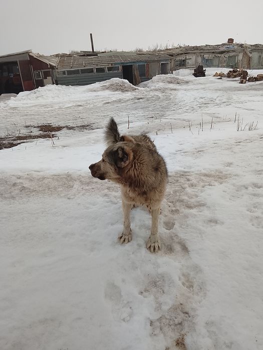 Продам собак алабай