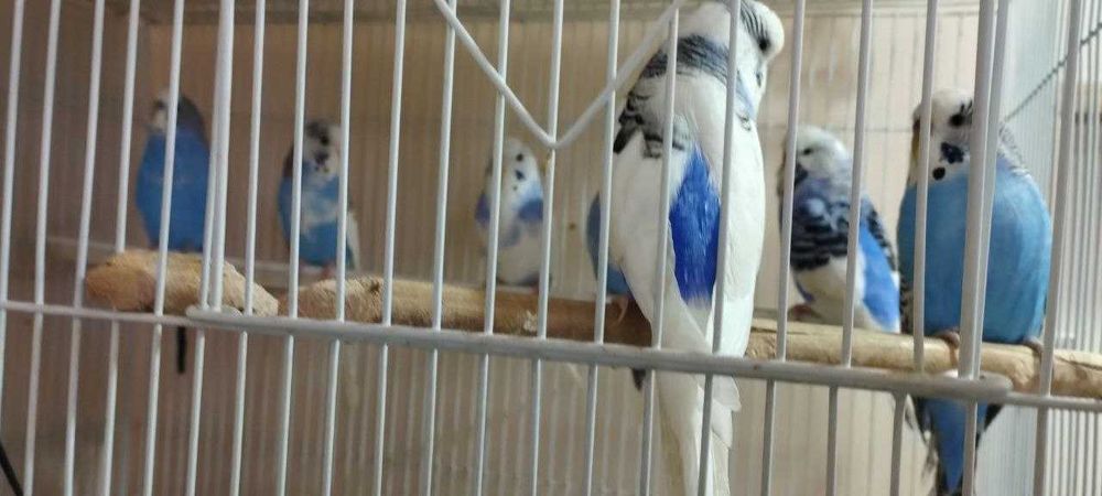 Попугаи волнистые