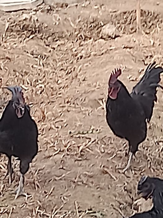 Qora xo'rozlar sotiladi