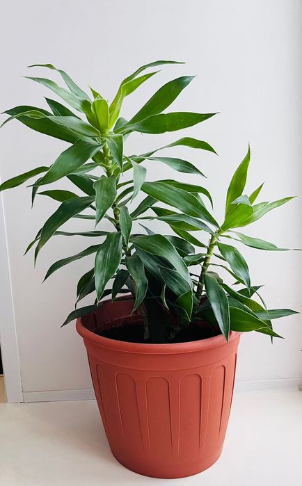 Продам комнатный цветок "драцена"