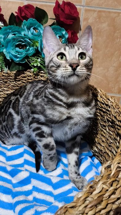 Мальчик Бенгал ,  серебро,  РОЗЕТКИ 3 "д"