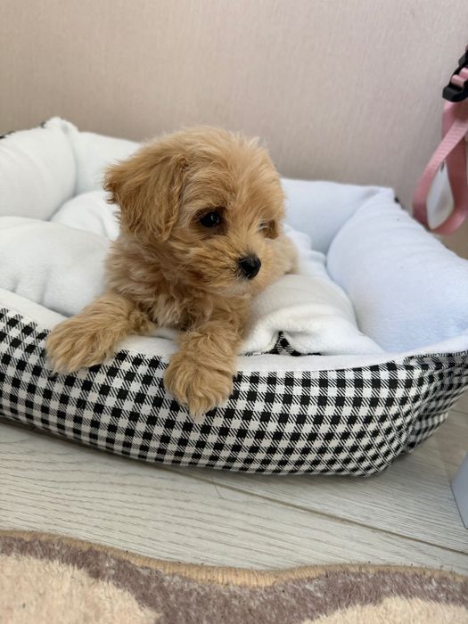 Продам щенка мини мальтипу