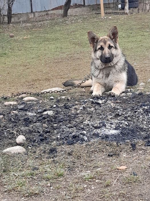 Европейская овчарка