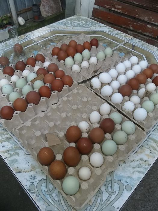 Ouă pentru incubat din rasa marans