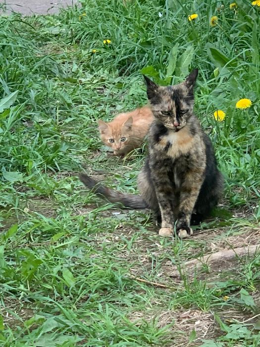 Отдам котят бесплатно