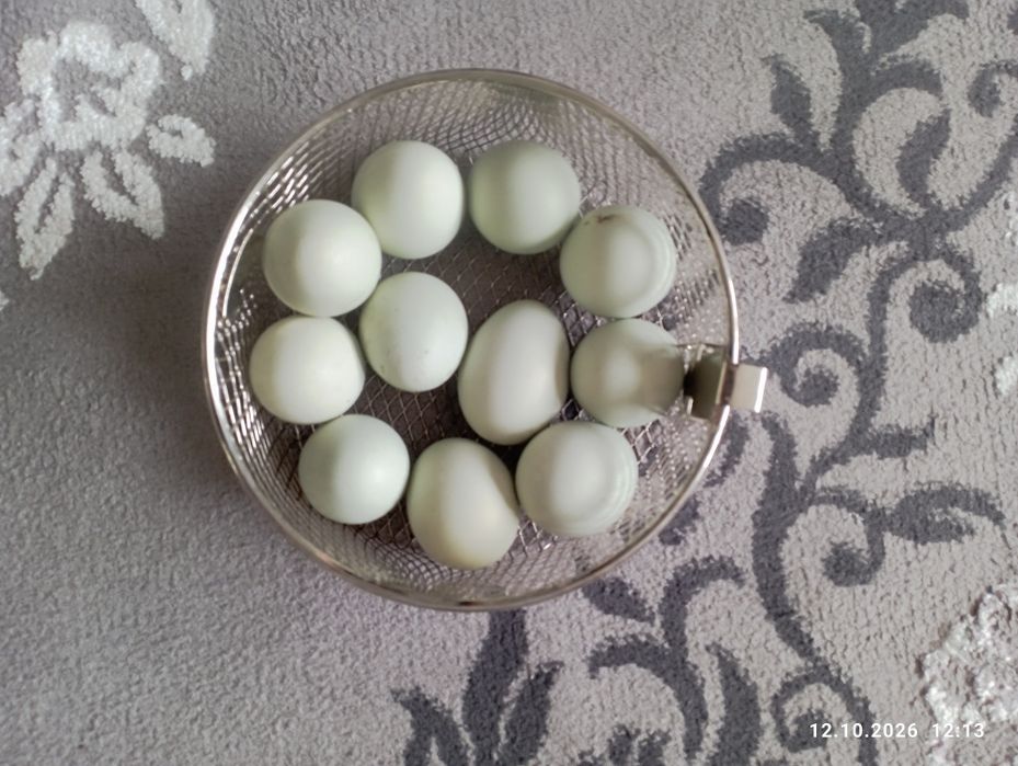 Продам инкубационные яйца амераукана