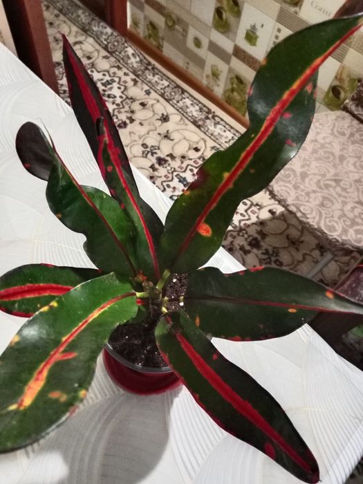 Кротон или кодиеум пёстрый