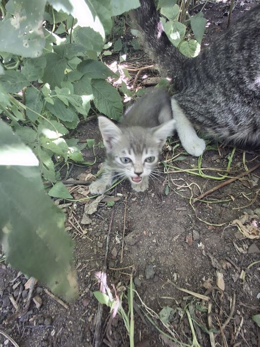 Котята отдам в хорошие руки