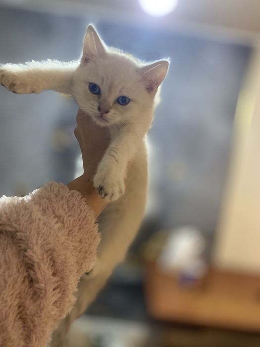 Продаются  котята