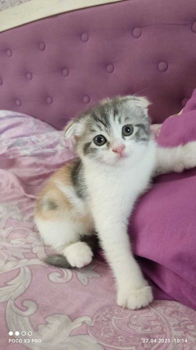 Шотландские котята