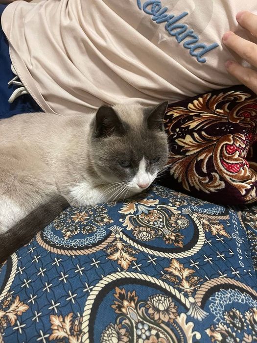 Mushuk zotli sotiladi