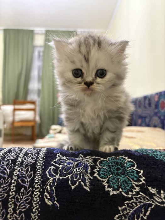 Продам котят британцев