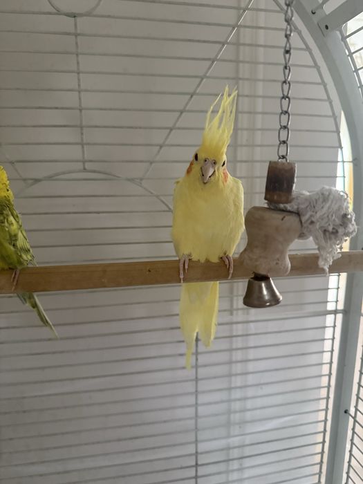 Попугаи карелла и волнистые