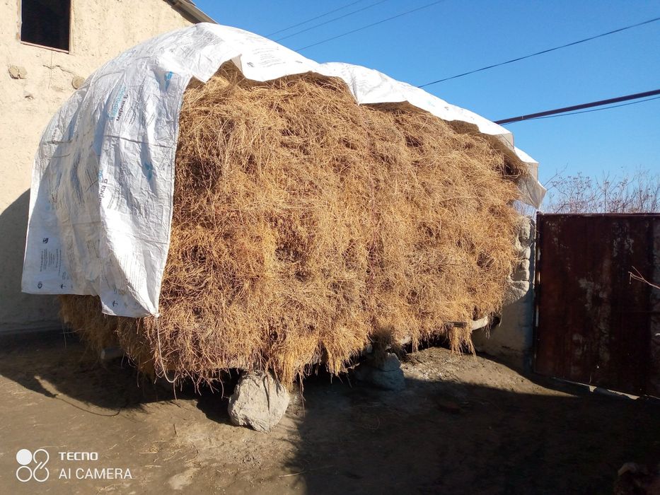 Chorva mollari uchun yem xashak