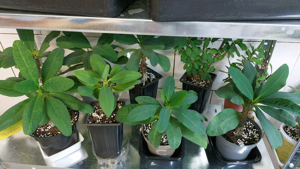 Цветы **р а з н ы е **цветы